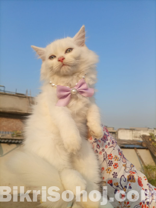 Pure persian cat